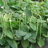 Grah šparoga - uzgoj i njega